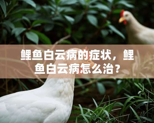 鲤鱼白云病的症状，鲤鱼白云病怎么治？