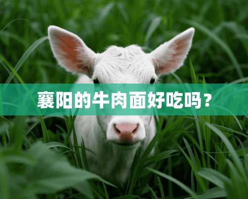 襄阳的牛肉面好吃吗？