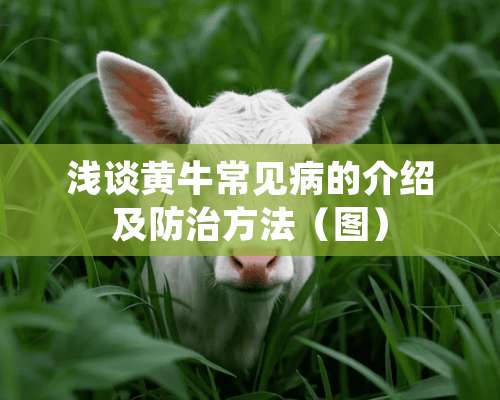 浅谈黄牛常见病的介绍及防治方法（图）