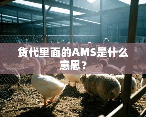 货代里面的AMS是什么意思？