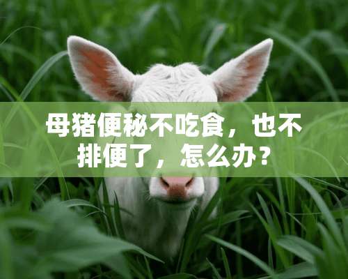 母猪便秘不吃食，也不排便了，怎么办？