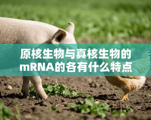 原核生物与真核生物的mRNA的各有什么特点？