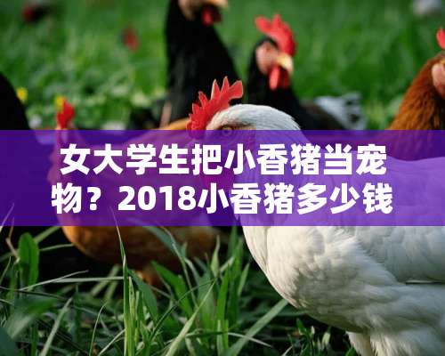 女大学生把小香猪当宠物？2018小香猪多少钱一只