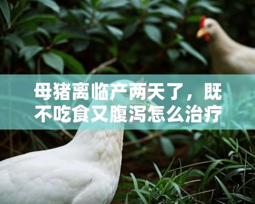 母猪离临产两天了，既不吃食又腹泻怎么治疗？