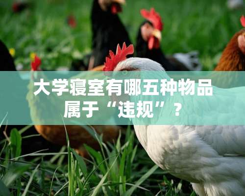 大学寝室有哪五种物品属于“违规”？