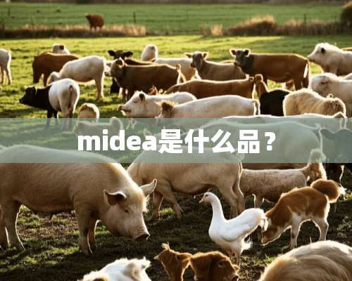 midea是什么品？