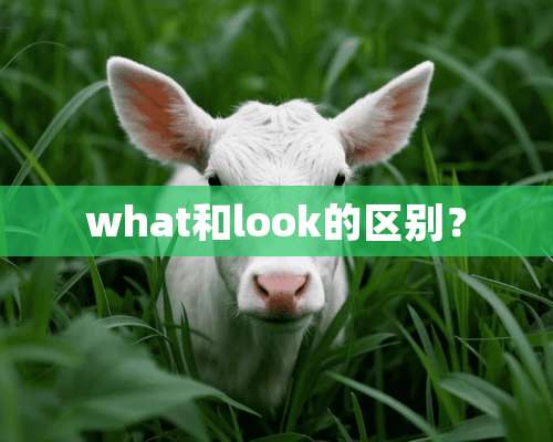 what和look的区别？