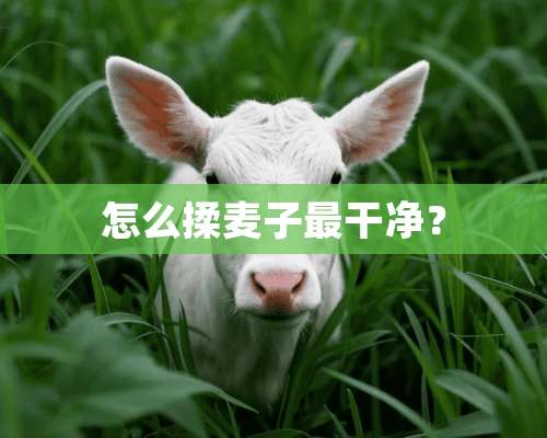 怎么揉麦子最干净？