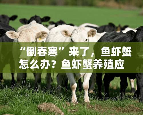 “倒春寒”来了，鱼虾蟹怎么办？鱼虾蟹养殖应对措施？