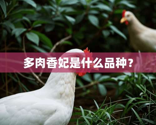 多肉香妃是什么品种？