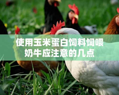 使用玉米蛋白饲料饲喂奶牛应注意的几点