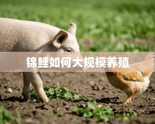 锦鲤如何大规模养殖