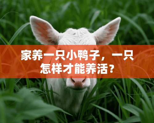 家养一只小鸭子，一只怎样才能养活？