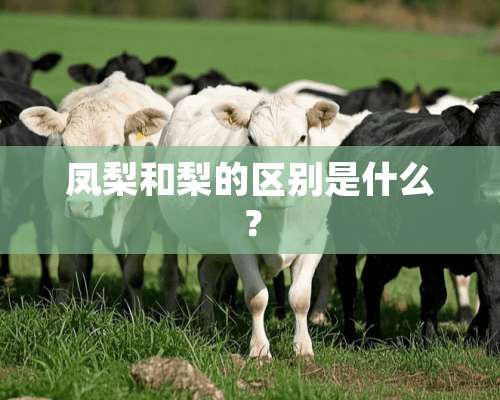 凤梨和梨的区别是什么？