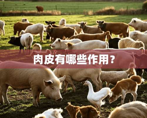 肉皮有哪些作用？