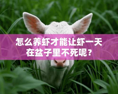 怎么养虾才能让虾一天在盆子里不死呢？