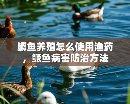 鳜鱼养殖怎么使用渔药，鳜鱼病害防治方法