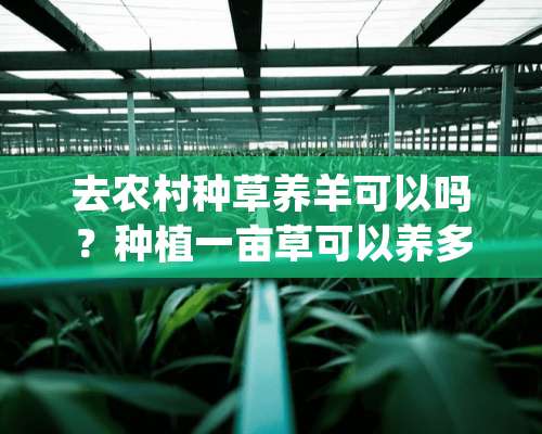 去农村种草养羊可以吗？种植一亩草可以养多少只羊？