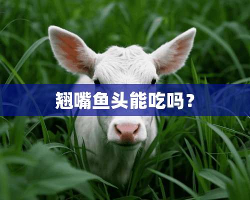 翘嘴鱼头能吃吗？