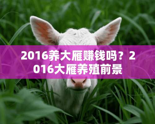 2016养大雁赚钱吗？2016大雁养殖前景