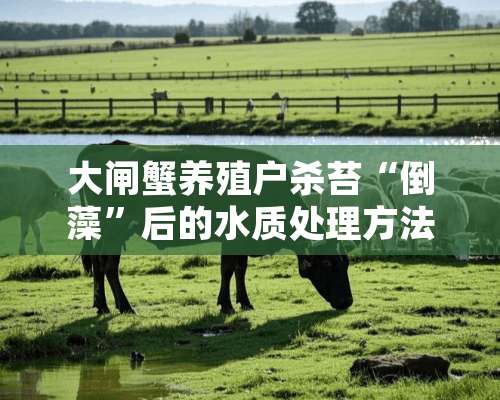 大闸蟹养殖户杀苔“倒藻”后的水质处理方法