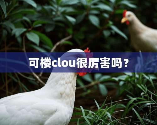 可楼clou很厉害吗？