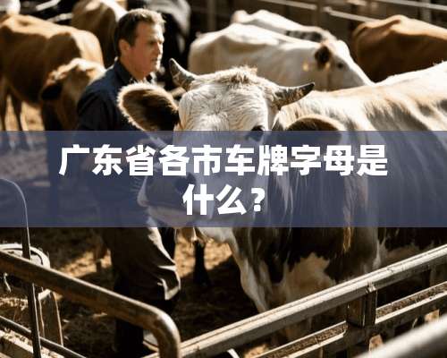 广东省各市车牌字母是什么？