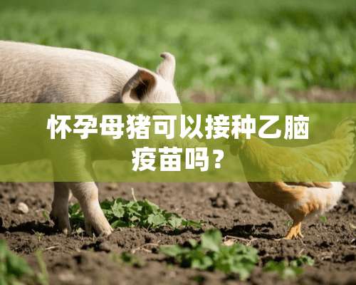 怀孕母猪可以接种乙脑疫苗吗？