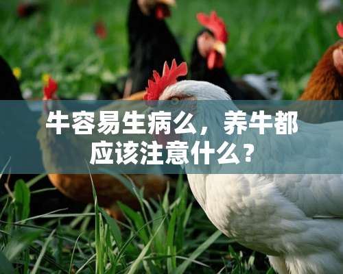 牛容易生病么，养牛都应该注意什么？