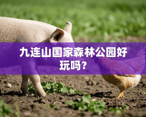 九连山国家森林公园好玩吗？