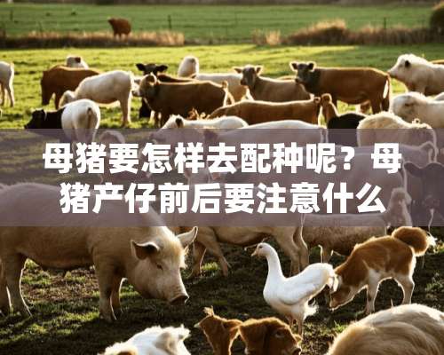 母猪要怎样去配种呢？母猪产仔前后要注意什么？