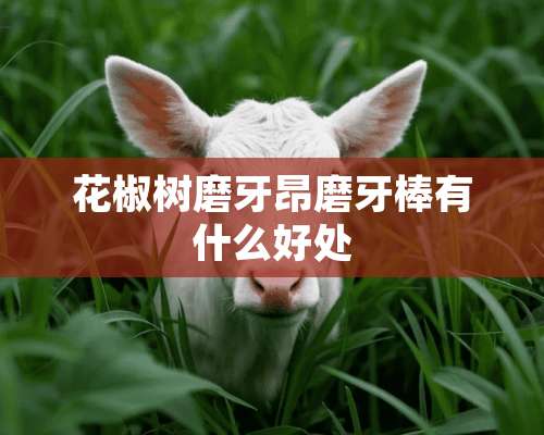 花椒树磨牙昂磨牙棒有什么好处