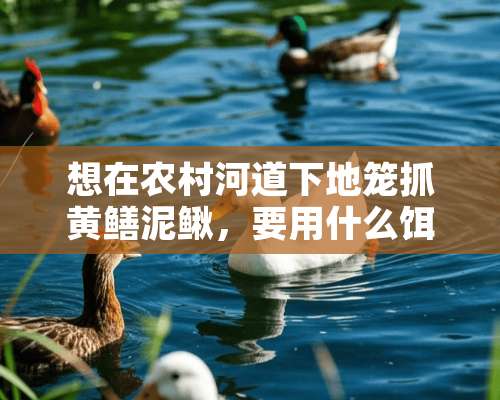 想在农村河道下地笼抓黄鳝泥鳅，要用什么饵料呢？