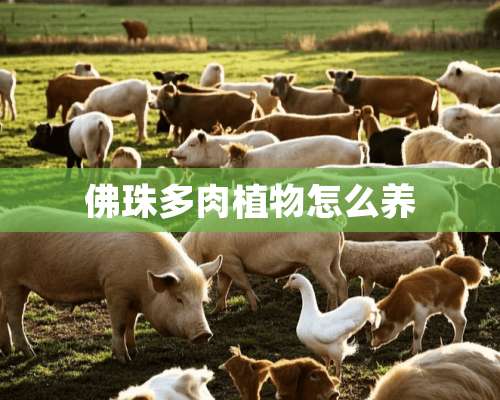 佛珠多肉植物怎么养