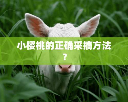 小樱桃的正确采摘方法？