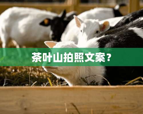 茶叶山拍照文案？