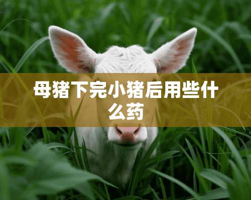 母猪下完小猪后用些什么药