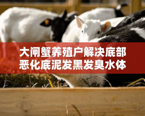 大闸蟹养殖户解决底部恶化底泥发黑发臭水体透明度低的方法