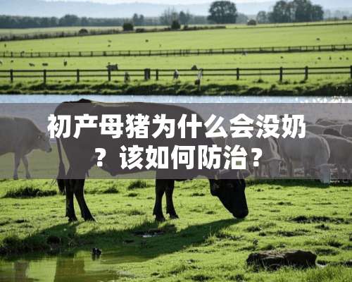 初产母猪为什么会没奶？该如何防治？