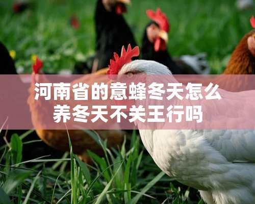 河南省的意蜂冬天怎么养冬天不关王行吗