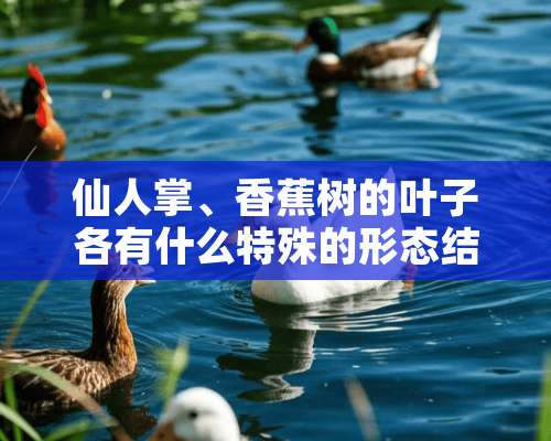 仙人掌、香蕉树的叶子各有什么特殊的形态结构