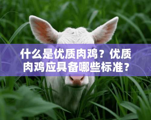 什么是优质肉鸡？优质肉鸡应具备哪些标准？