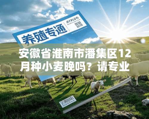 安徽省淮南市潘集区12月种小麦晚吗？请专业人士指导一下，谢谢了！