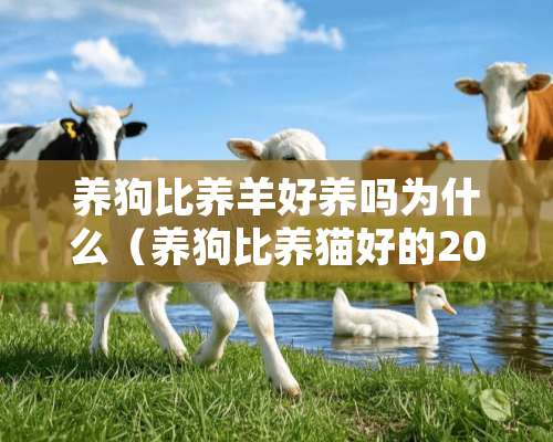 养狗比养羊好养吗为什么（养狗比养猫好的20个理由）