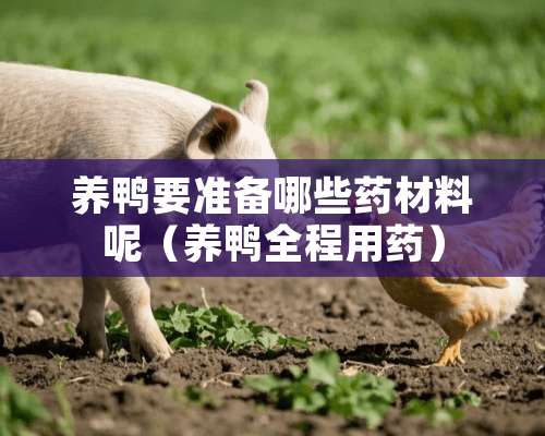 养鸭要准备哪些药材料呢（养鸭全程用药）