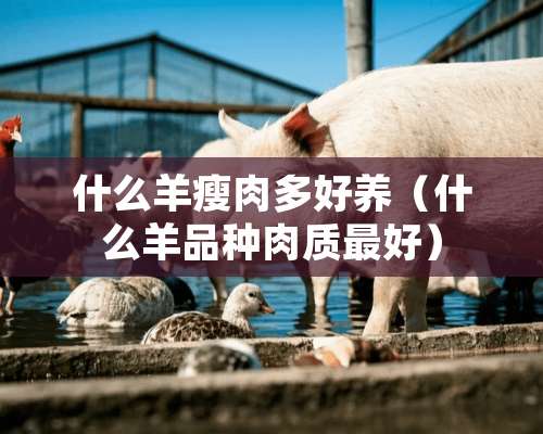 什么羊瘦肉多好养（什么羊品种肉质最好）