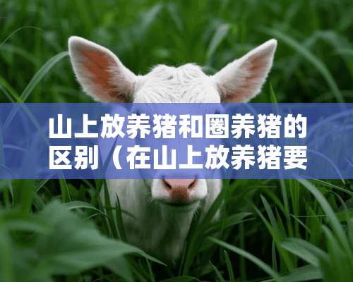 山上放养猪和圈养猪的区别（在山上放养猪要什么手续）