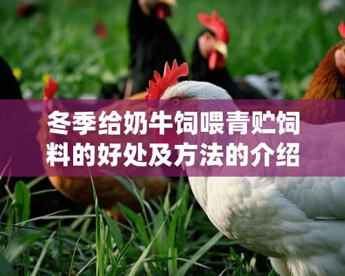 冬季给奶牛饲喂青贮饲料的好处及方法的介绍