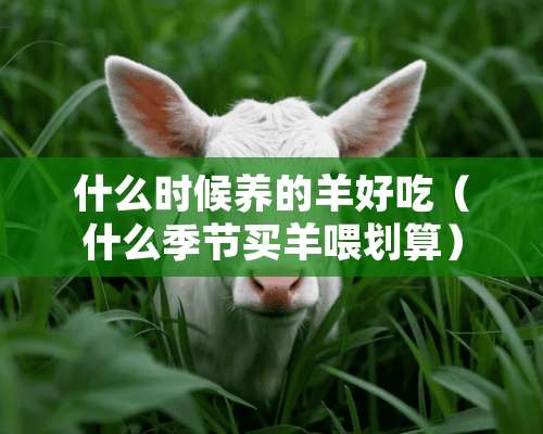 什么时候养的羊好吃（什么季节买羊喂划算）