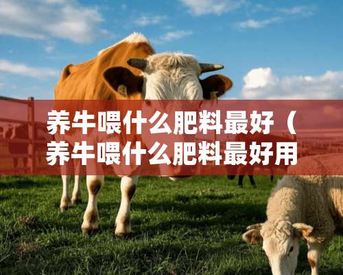 养牛喂什么肥料最好（养牛喂什么肥料最好用）